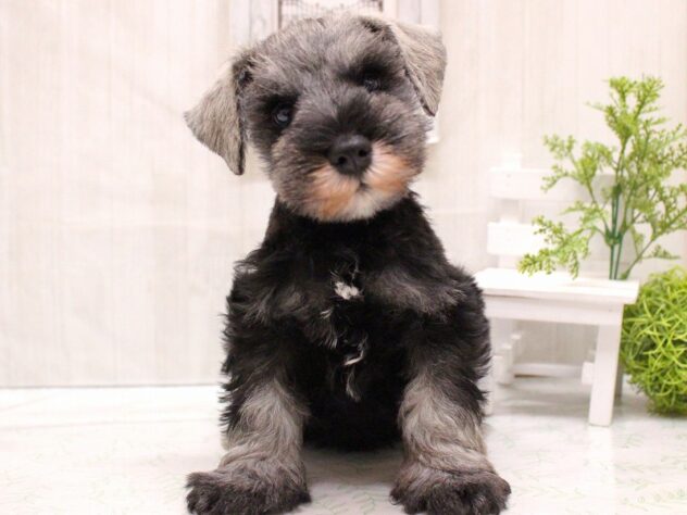 兵庫県のミニチュアシュナウザー (ペット・プラザ アミーゴ加古川店/2025年9月24日生まれ/男の子/ソルトペッパー)の子犬の1枚目の画像