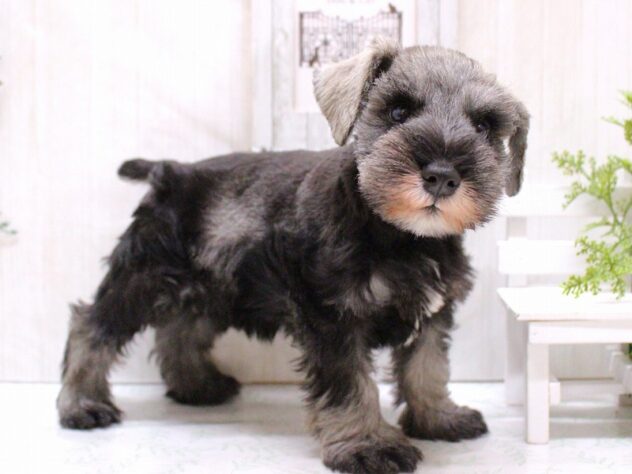 兵庫県のミニチュアシュナウザー (ペット・プラザ アミーゴ神戸灘店/2025年9月24日生まれ/男の子/ソルトペッパー)の子犬の2枚目の画像