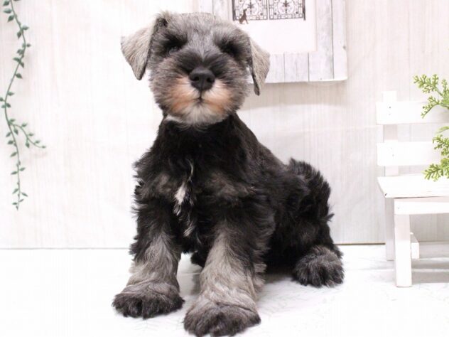 兵庫県のミニチュアシュナウザー (ペット・プラザ アミーゴ加古川店/2025年9月24日生まれ/男の子/ソルトペッパー)の子犬の3枚目の画像