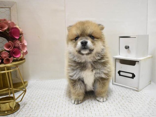 大阪府のポメ柴/豆ポメ/ポメ豆柴(ポメラニアン×柴犬) (ペット・プラザ アミーゴ豊中服部店/2025年9月18日生まれ/男の子/赤)の子犬の2枚目の画像