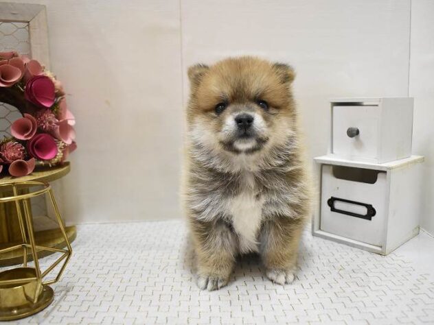 大阪府のポメ柴/豆ポメ/ポメ豆柴(ポメラニアン×柴犬) (ペット・プラザ アミーゴ豊中服部店/2025年9月18日生まれ/男の子/赤)の子犬の3枚目の画像