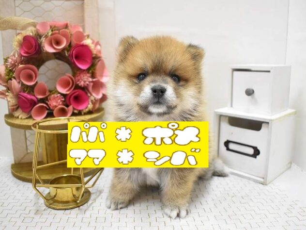 大阪府のポメ柴/豆ポメ/ポメ豆柴(ポメラニアン×柴犬) (ペット・プラザ アミーゴ豊中服部店/2025年9月18日生まれ/男の子/赤)の子犬の1枚目の画像