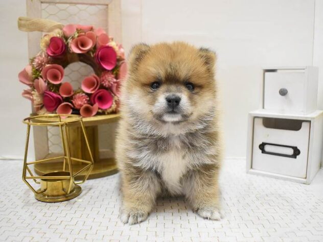 大阪府のポメ柴/豆ポメ/ポメ豆柴(ポメラニアン×柴犬) (ペット・プラザ アミーゴ豊中服部店/2025年9月18日生まれ/男の子/赤)の子犬の4枚目の画像