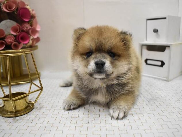 大阪府のポメ柴/豆ポメ/ポメ豆柴(ポメラニアン×柴犬) (ペット・プラザ アミーゴ豊中服部店/2025年9月18日生まれ/男の子/赤)の子犬の2枚目の画像