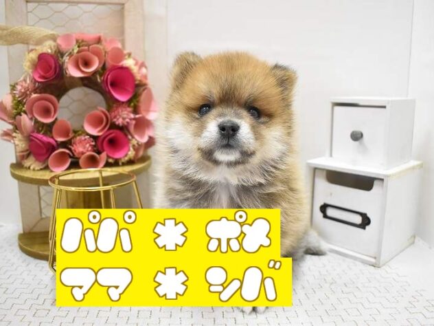 大阪府のポメ柴/豆ポメ/ポメ豆柴(ポメラニアン×柴犬) (ペット・プラザ アミーゴ豊中服部店/2025年9月18日生まれ/男の子/赤)の子犬の1枚目の画像