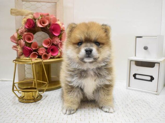 大阪府のポメ柴/豆ポメ/ポメ豆柴(ポメラニアン×柴犬) (ペット・プラザ アミーゴ豊中服部店/2025年9月18日生まれ/男の子/赤)の子犬の3枚目の画像