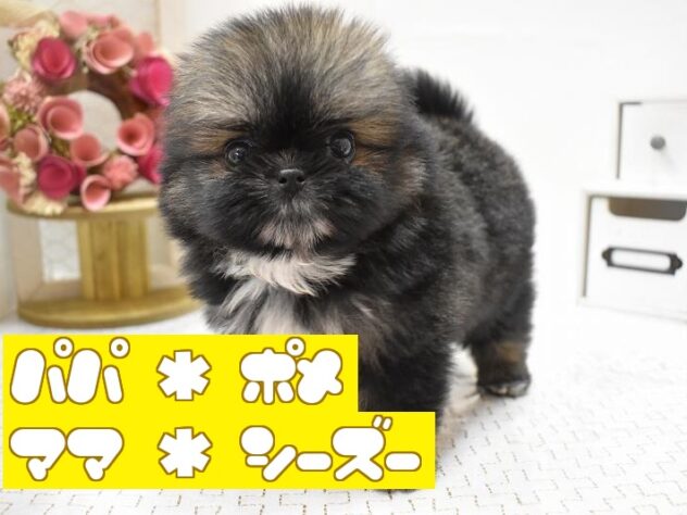 大阪府のポメズー/ポメシーズ(ポメラニアン×シーズー) (ペット・プラザ アミーゴ豊中服部店/2025年9月20日生まれ/女の子/フォーンホワイト)の子犬の1枚目の画像