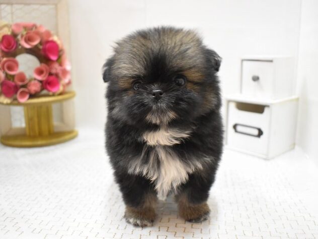 兵庫県のポメズー/ポメシーズ(ポメラニアン×シーズー) (ペット・プラザ アミーゴ神戸灘店/2025年9月20日生まれ/女の子/フォーンホワイト)の子犬の2枚目の画像