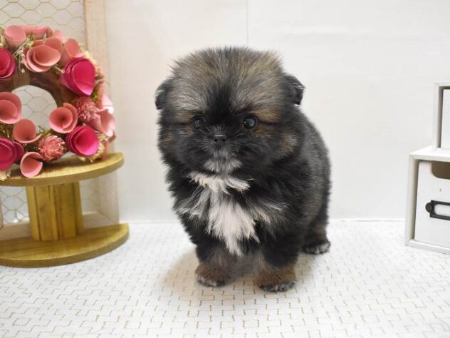 兵庫県のポメズー/ポメシーズ(ポメラニアン×シーズー) (ペット・プラザ アミーゴ神戸灘店/2025年9月20日生まれ/女の子/フォーンホワイト)の子犬の3枚目の画像