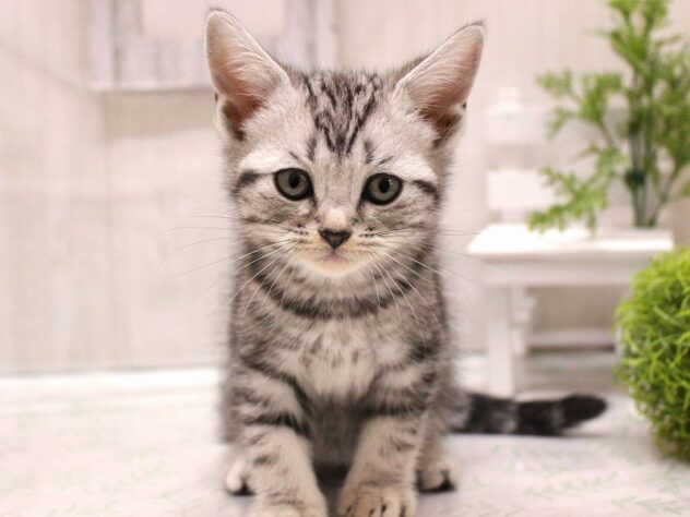 兵庫県のアメリカンショートヘアー (ペット・プラザ アミーゴ加古川店/2025年9月21日生まれ/男の子/シルバータビー)の子猫の1枚目の画像