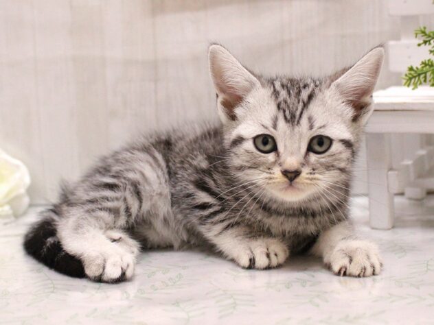 兵庫県のアメリカンショートヘアー (ペット・プラザ アミーゴ加古川店/2025年9月21日生まれ/男の子/シルバータビー)の子猫の2枚目の画像