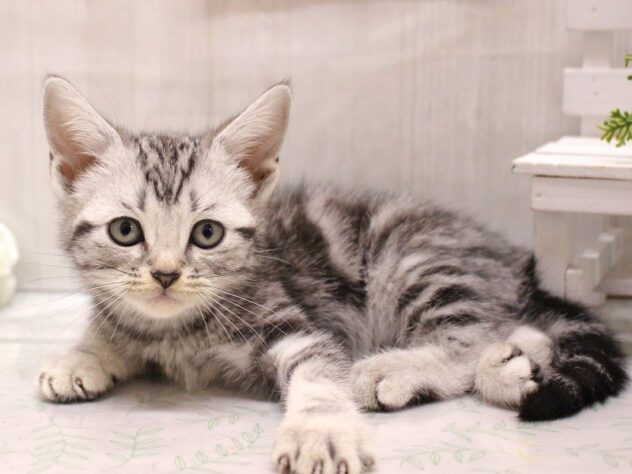 兵庫県のアメリカンショートヘアー (ペット・プラザ アミーゴ加古川店/2025年9月21日生まれ/男の子/シルバータビー)の子猫の3枚目の画像