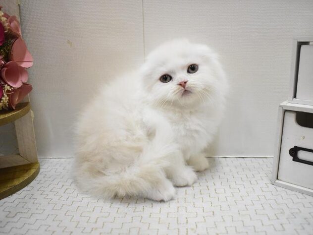 兵庫県のスコティッシュフォールド (ペット・プラザ アミーゴ神戸灘店/2025年9月24日生まれ/男の子/クリームタビーホワイト)の子猫の1枚目の画像