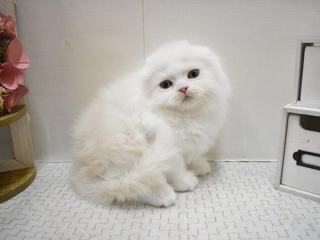 兵庫県のスコティッシュフォールド (ペット・プラザ アミーゴ神戸灘店/2025年9月24日生まれ/男の子/クリームタビーホワイト)の子猫の2枚目の画像