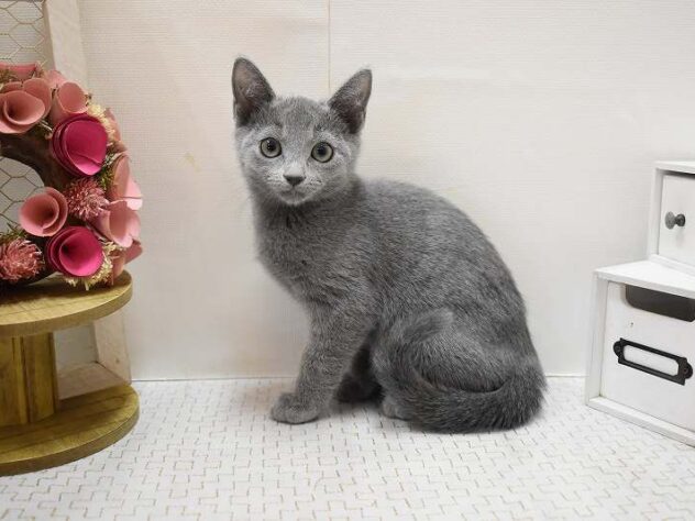 大阪府のロシアンブルー (ペット・プラザ アミーゴ豊中服部店/2025年9月12日生まれ/女の子/ブルー)の子猫の1枚目の画像