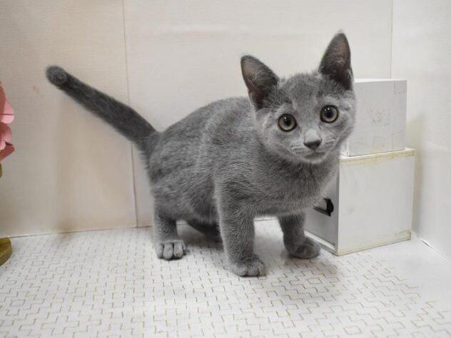 大阪府のロシアンブルー (ペット・プラザ アミーゴ豊中服部店/2025年9月12日生まれ/女の子/ブルー)の子猫の2枚目の画像