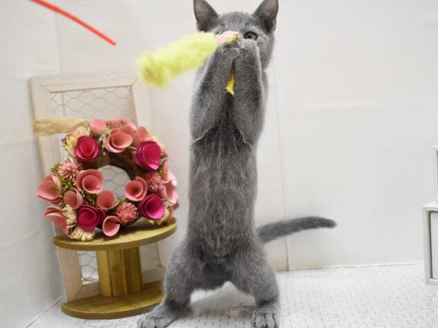 大阪府のロシアンブルー (ペット・プラザ アミーゴ豊中服部店/2025年9月12日生まれ/女の子/ブルー)の子猫の3枚目の画像