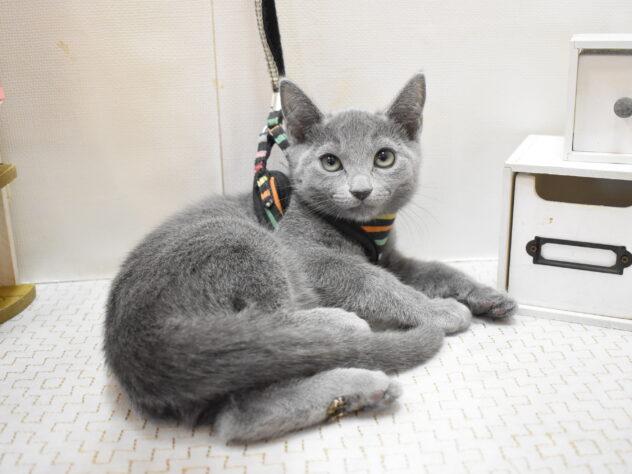大阪府のロシアンブルー (ペット・プラザ アミーゴ豊中服部店/2025年9月12日生まれ/女の子/ブルー)の子猫の2枚目の画像