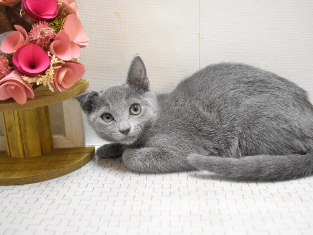 大阪府のロシアンブルー (ペット・プラザ アミーゴ豊中服部店/2025年9月12日生まれ/女の子/ブルー)の子猫の3枚目の画像