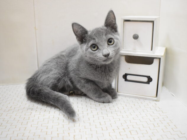 大阪府のロシアンブルー (ペット・プラザ アミーゴ豊中服部店/2025年9月12日生まれ/女の子/ブルー)の子猫の1枚目の画像