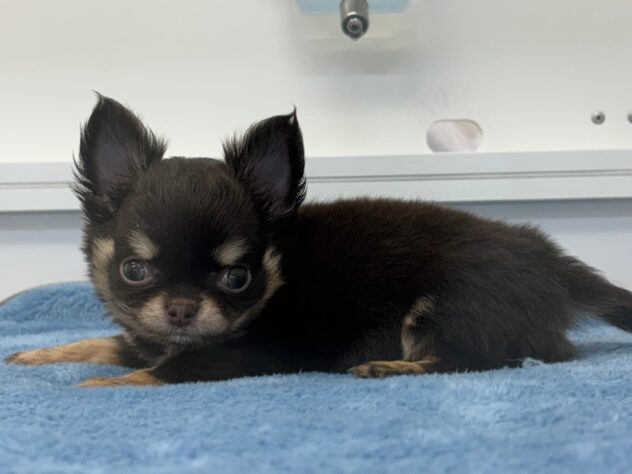 岡山県のチワワ(ロング) (アミーゴ水島店/2025年10月2日生まれ/男の子/チョコレートクリーム)の子犬