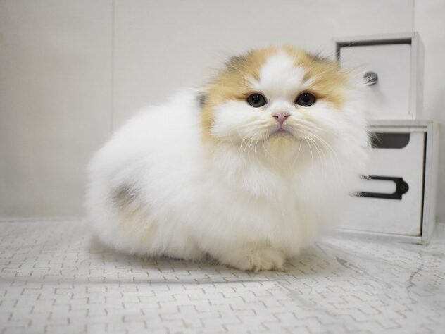 大阪府のスコティッシュフォールド (ペット・プラザ アミーゴ豊中服部店/2025年9月20日生まれ/女の子/バンキャリコ)の子猫の1枚目の画像