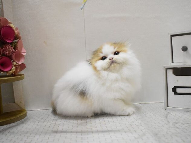 大阪府のスコティッシュフォールド (ペット・プラザ アミーゴ豊中服部店/2025年9月20日生まれ/女の子/バンキャリコ)の子猫の2枚目の画像