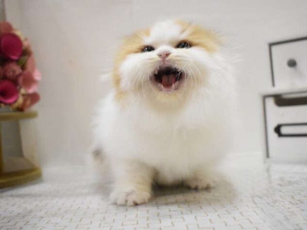 大阪府のスコティッシュフォールド (ペット・プラザ アミーゴ豊中服部店/2025年9月20日生まれ/女の子/バンキャリコ)の子猫の3枚目の画像