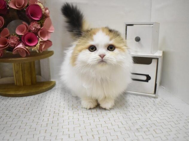 大阪府のスコティッシュフォールド (ペット・プラザ アミーゴ豊中服部店/2025年9月20日生まれ/女の子/バンキャリコ)の子猫の2枚目の画像