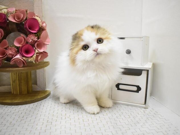 大阪府のスコティッシュフォールド (ペット・プラザ アミーゴ豊中服部店/2025年9月20日生まれ/女の子/バンキャリコ)の子猫の3枚目の画像