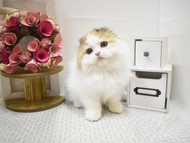 大阪府のスコティッシュフォールド (ペット・プラザ アミーゴ豊中服部店/2025年9月20日生まれ/女の子/バンキャリコ)の子猫の1枚目の画像