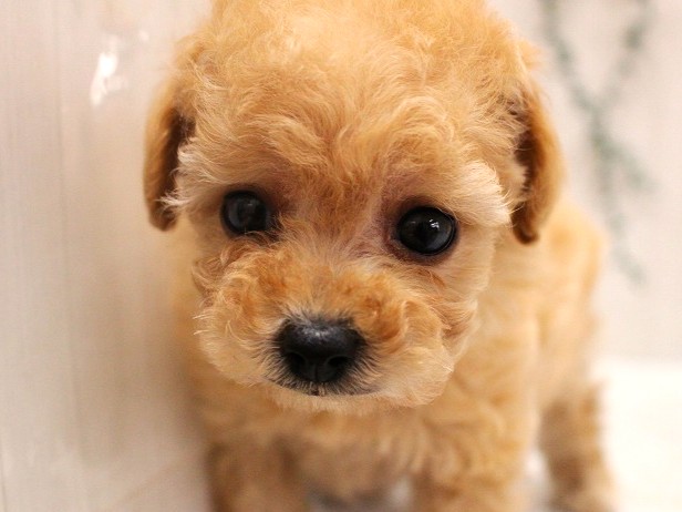 兵庫県のトイプードル(トイ) (ペット・プラザ アミーゴ加古川店/2025年10月2日生まれ/男の子/ペールフォーン)の子犬の1枚目の画像