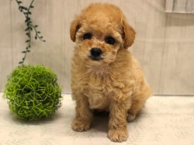 兵庫県のトイプードル(トイ) (ペット・プラザ アミーゴ加古川店/2025年10月2日生まれ/男の子/ペールフォーン)の子犬の3枚目の画像