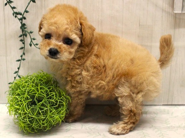 兵庫県のトイプードル(トイ) (ペット・プラザ アミーゴ加古川店/2025年10月2日生まれ/男の子/ペールフォーン)の子犬の2枚目の画像