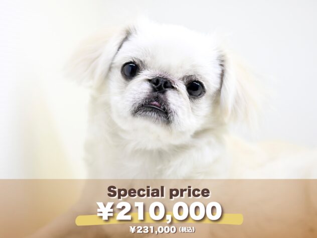 岡山県のペキニーズ (アミーゴ大安寺店/2025年2月7日生まれ/女の子/ホワイト)の子犬の1枚目の画像