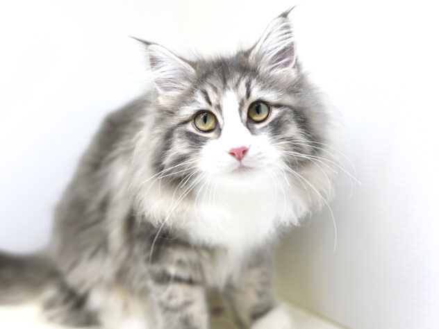 岡山県のノルウェージャンフォレストキャット (アミーゴ大安寺店/2025年6月25日生まれ/女の子/ブルータビーホワイト)の子猫の2枚目の画像