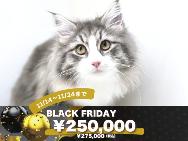 岡山県のノルウェージャンフォレストキャット (アミーゴ大安寺店/2025年6月25日生まれ/女の子/ブルータビーホワイト)の子猫の1枚目の画像