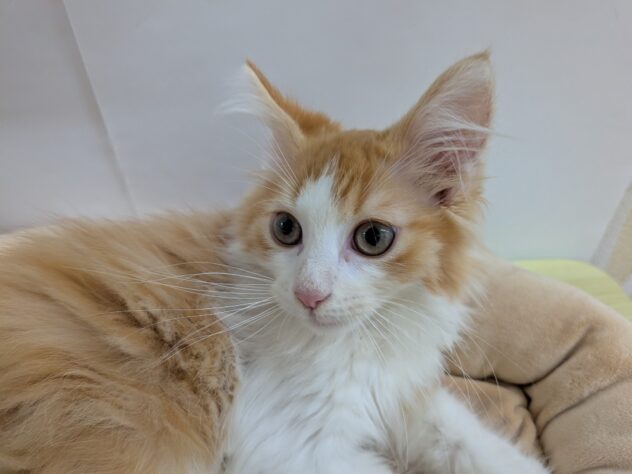 栃木県のノルウェージャンフォレストキャット (アミーゴ宇都宮簗瀬店/2025年8月10日生まれ/男の子/レッドタビーホワイト)の子猫