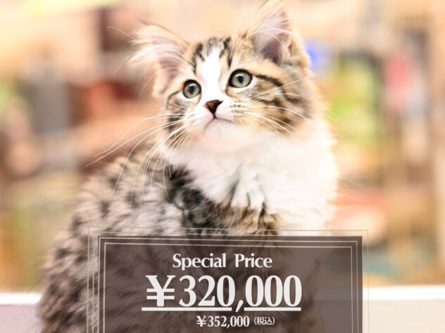 岡山県のサイベリアン (アミーゴ大安寺店/2025年8月29日生まれ/女の子/ブラウンマッカレルタビーホワイト)の子猫の1枚目の画像