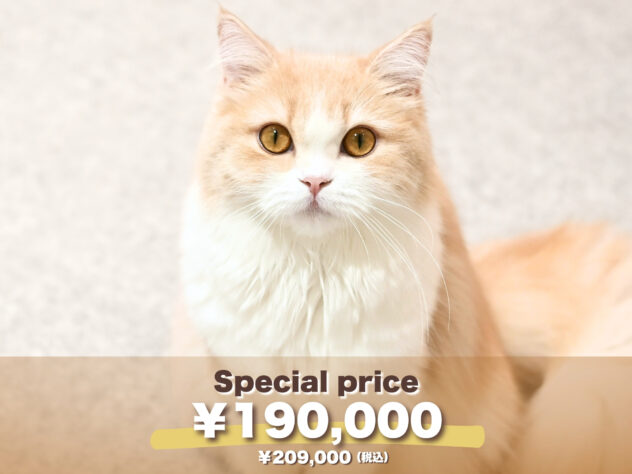 岡山県のスコティッシュフォールド (アミーゴ大安寺店/2024年12月1日生まれ/女の子/クリームタビーホワイト)の子猫の1枚目の画像