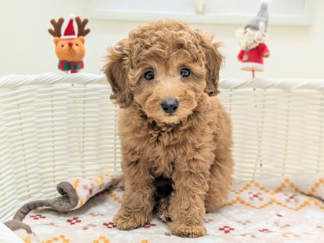 福島県のトイプードル(トイ) (アミーゴ会津若松店/2025年9月13日生まれ/女の子/レッド)の子犬の2枚目の画像