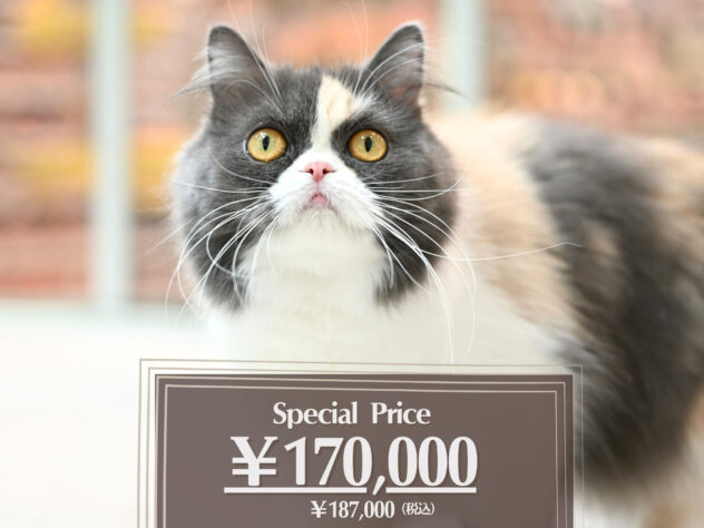 岡山県のスコティッシュフォールド (アミーゴ大安寺店/2024年11月20日生まれ/女の子/ブルーパッチドタビーホワイト)の子猫の1枚目の画像