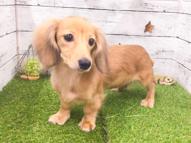 愛知県のカニンヘンダックスフンド(ロング) (アミーゴ知立店/2025年7月1日生まれ/女の子/シェーデットイエロー)の子犬の2枚目の画像