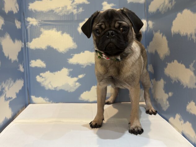 山形県のパグ (アミーゴ山形南店/2025年4月30日生まれ/男の子/フォーン)の子犬の2枚目の画像