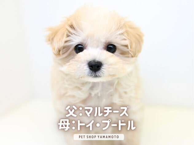 岡山県のハーフ犬・ミックス犬 (アミーゴ大安寺店/2025年9月22日生まれ/女の子/クリーム)の子犬