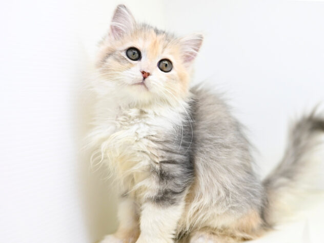 岡山県のサイベリアン (アミーゴ大安寺店/2025年9月10日生まれ/女の子/ブルーパッチドタビー)の子猫の3枚目の画像