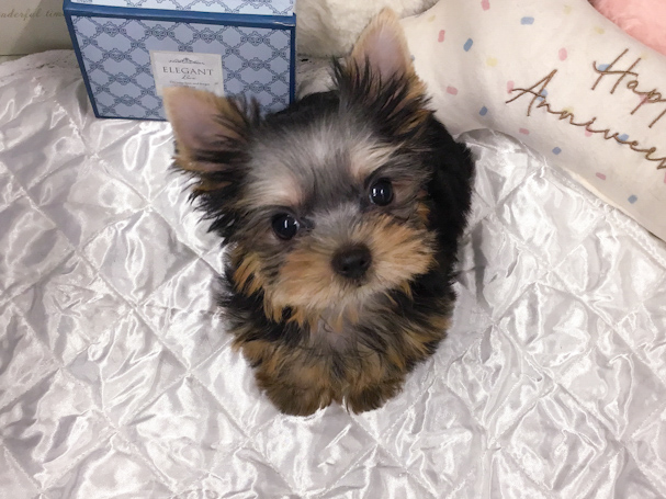 愛知県のヨークシャーテリア (アミーゴ知立店/2025年9月5日生まれ/男の子/スチールブルータン)の子犬の3枚目の画像