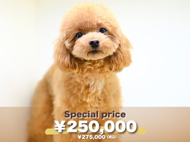 岡山県のトイプードル(トイ) (アミーゴ大安寺店/2025年3月23日生まれ/女の子/レッド)の子犬の1枚目の画像