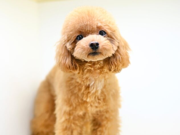 岡山県のトイプードル(トイ) (アミーゴ大安寺店/2025年3月23日生まれ/女の子/レッド)の子犬の2枚目の画像