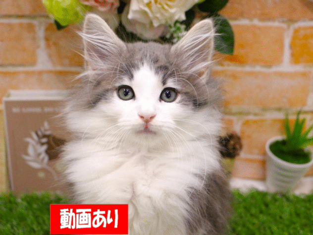 兵庫県のノルウェージャンフォレストキャット (ペット・プラザ アミーゴ三田店/2025年8月29日生まれ/男の子/ブルータビーホワイト)の子猫の1枚目の画像